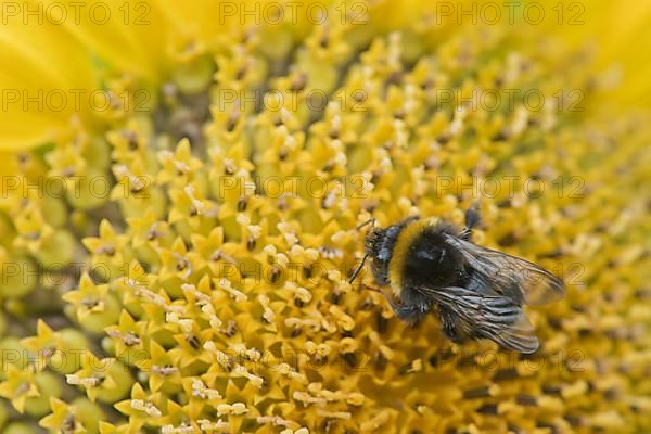 Large earth bumblebee,