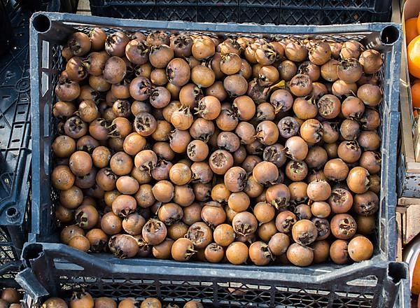 Freshly picked up ripe medlar,