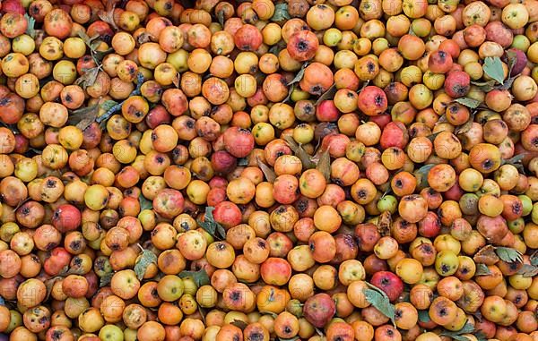 Azarole, mediterranean medlar picked up and sold in market