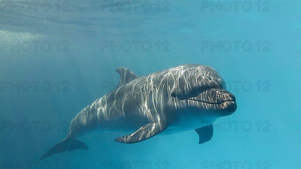 Young curious bottlenose dolphin looks at in the camera and smiles. Dolphin Selfie. Close up. Black sea, Ukraine
