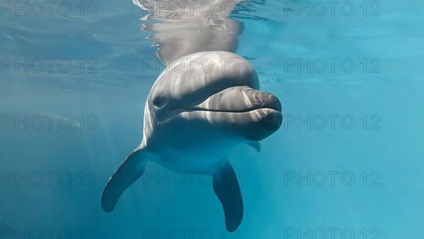 Young curious bottlenose dolphin looks at in the camera and smiles. Dolphin Selfie. Close up. Black sea, Ukraine