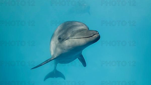 Young curious bottlenose dolphin looks at in the camera and smiles. Dolphin Selfie. Close up. Black sea, Ukraine