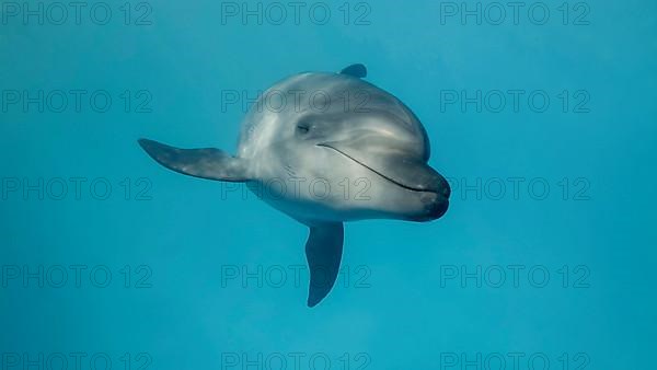 Young curious bottlenose dolphin looks at in the camera and smiles. Dolphin Selfie. Close up. Black sea, Ukraine