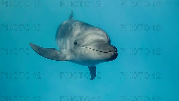 Young curious bottlenose dolphin looks at in the camera and smiles. Dolphin Selfie. Close up. Black sea, Ukraine