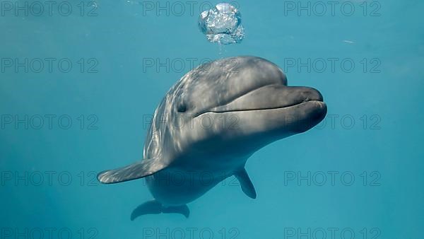 Young curious bottlenose dolphin looks at in camera and smiles blowing air bubbles. Dolphin Selfie, Close-up. Black sea