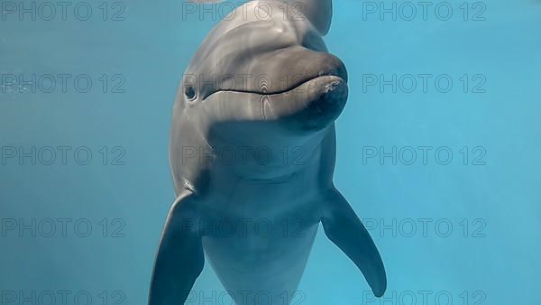 Young curious bottlenose dolphin looks at in the camera and smiles. Dolphin Selfie. Close up. Black sea, Ukraine