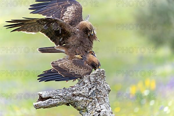 Booted Eagle,