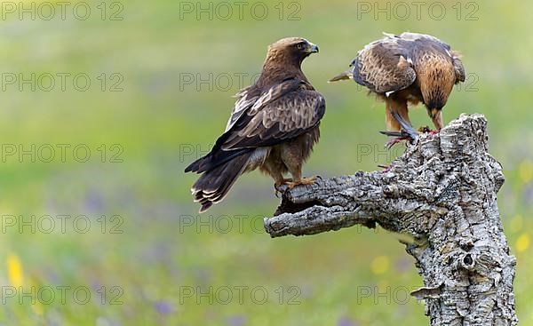 Booted Eagle,