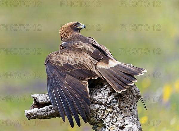 Booted eagle,