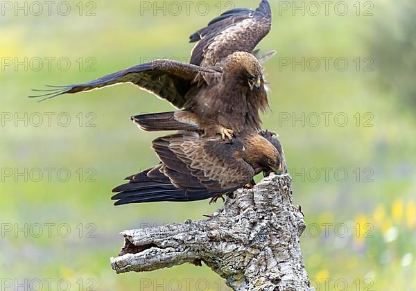 Booted Eagle,