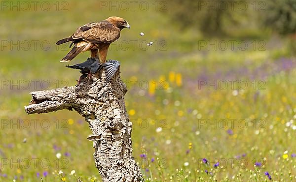 Booted eagle,