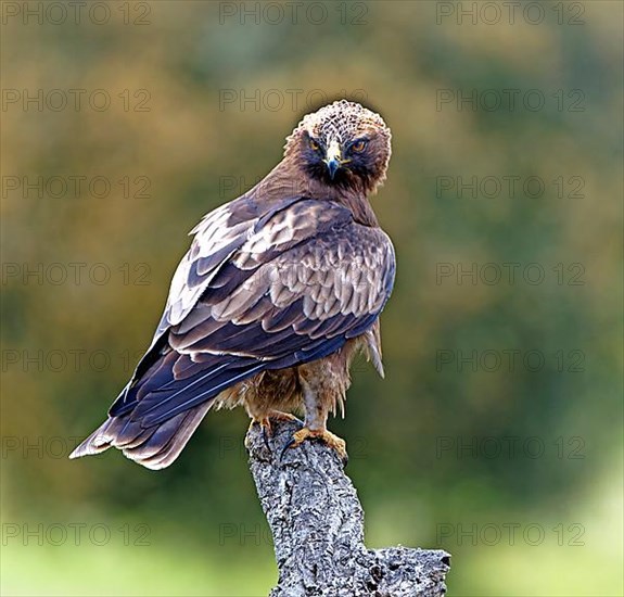 Booted Eagle,