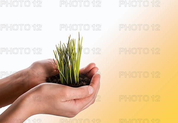 Green grass seedling in handful soil in hand on an isolated background,