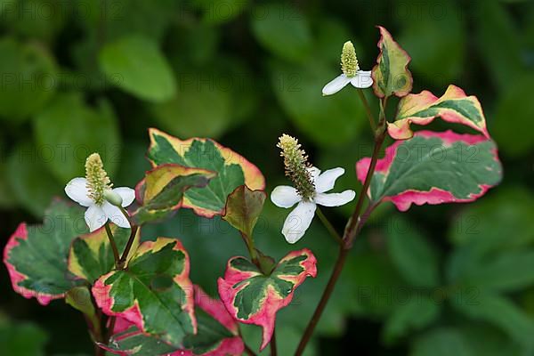 Chameleon plant,