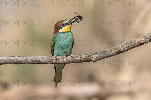 European Bee-eater,