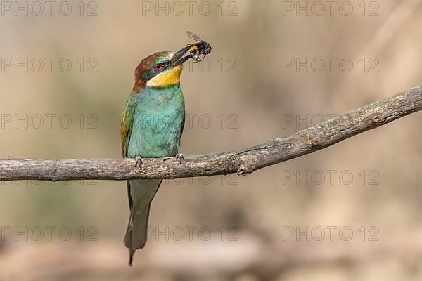 European Bee-eater,