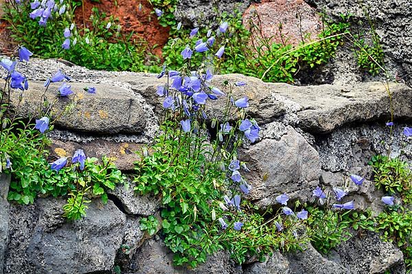 Bearded bellflower,