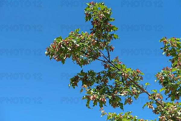 Seed on maple,