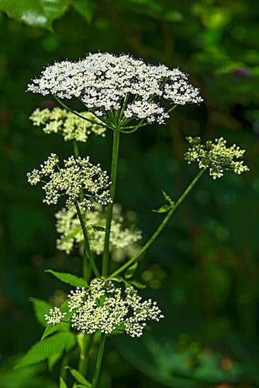 Common ground elder,