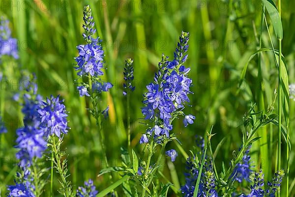 Austrian broadleaf speedwell,