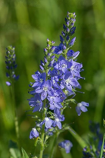 Austrian broadleaf speedwell,