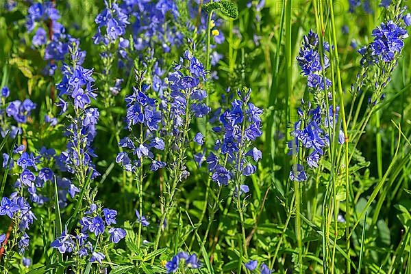 Austrian broadleaf speedwell,