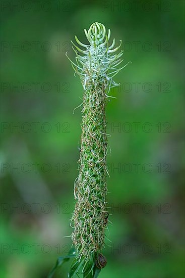 Withered spiked rampion,