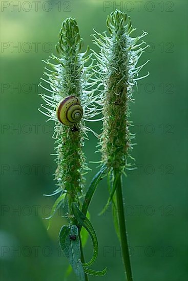 Snail on a withered spike of spiked rampion,