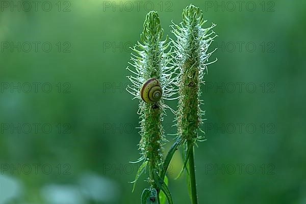 Snail on a withered spike of spiked rampion,