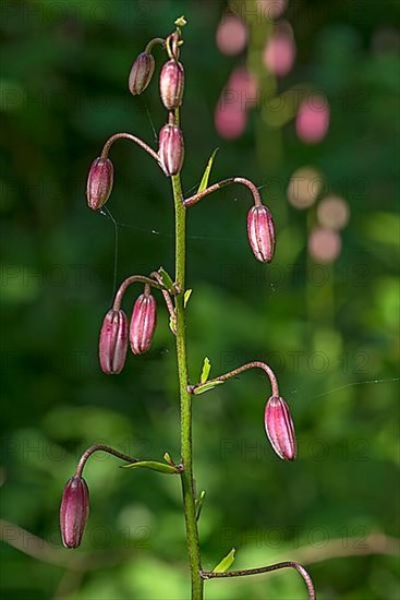 Buds of a martagon lily,