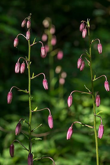 Budding of the martagon lily,