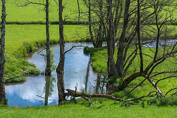 Black alders,