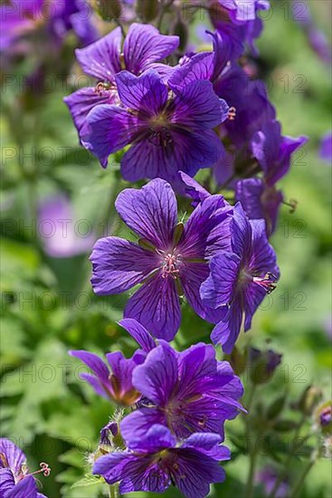 Large-flowered meadow cranesbill,