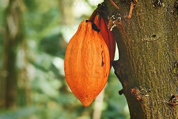 Orange pod with cocoa beans hanging on 'Theobroma Cacao' Cacao tree,