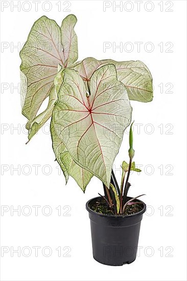 Potted 'Caladium White Queen' houseplant with white leaves and pink veins on white background,