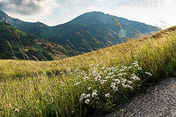 Marguerites,