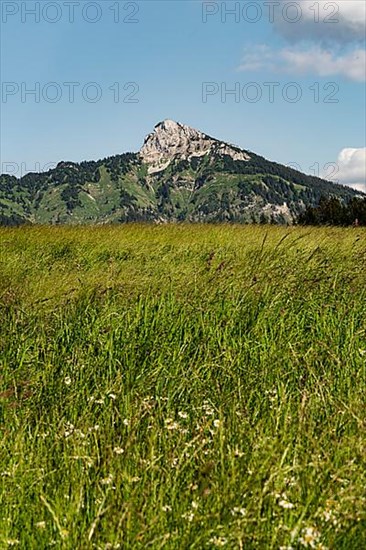 Flower meadow, mountains