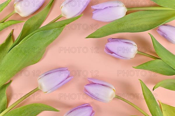 Violet tulip spring flowers on peach colored background,