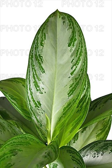 Leaf of tropical 'Aglaonema Silver Bay' houseplant with silver pattern on white background,