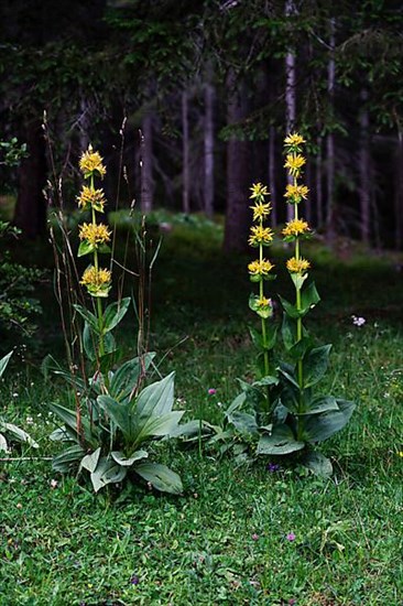 Yellow gentian, Tannheimer Tal