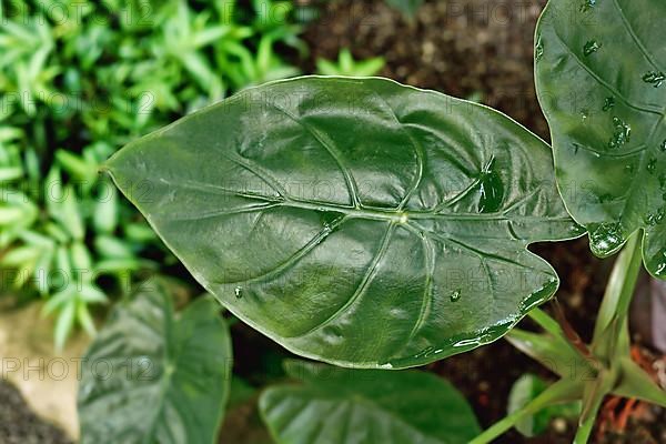 Top view of leaf of exotic 'Alocasia Wentii' houseplant,