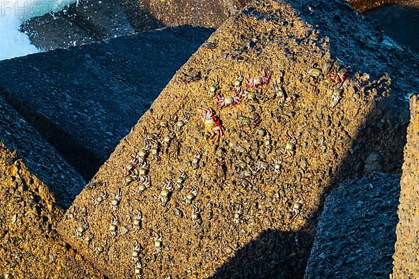 Crabs on a rock, Puerto de la Cruz