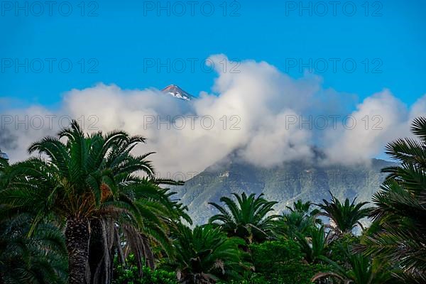 Mount Teide, Puerto de la Cruz