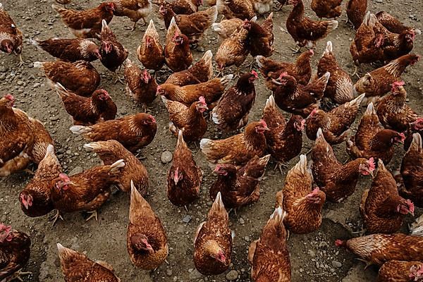 Chickens of an organic free-range farm near Buchendorf in Upper Bavaria, Germany