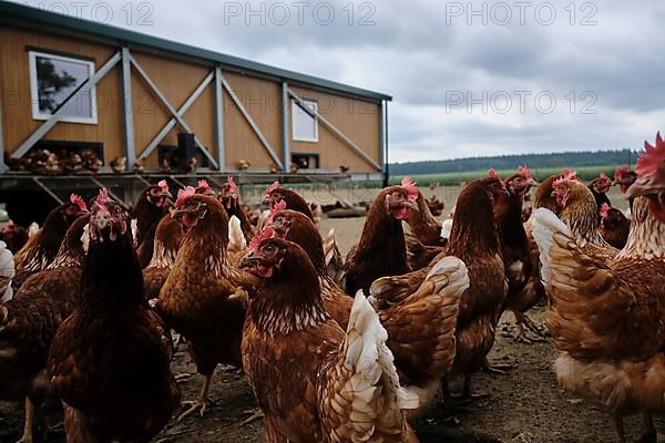 Chickens of an organic free-range farm near Buchendorf in Upper Bavaria, Germany