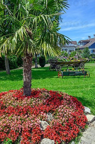 Floral rondel with palm tree and busy lily,