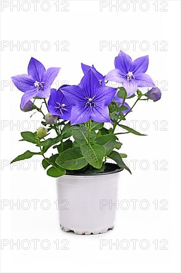 Blooming Apoyama balloon flower,