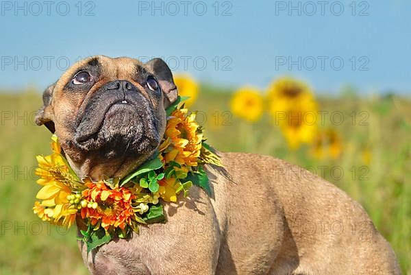 French Bulldog dog wearing a floral sunflower collar while looking up in flower field,