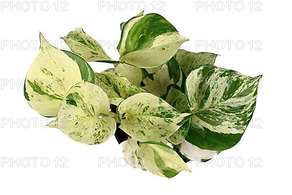 Top view of tropical Epipremnum Aureum Manjula pothos houseplant isolated on white background,