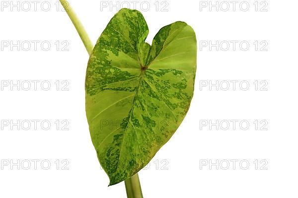 Leaf of Caladium frog, white background